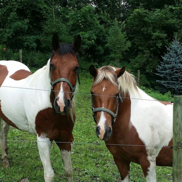 Meet your Posher, Paula - Picture 1 of 1